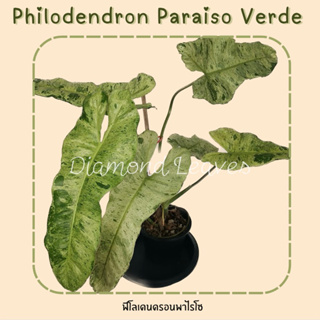 ฟิโลเดนดรอนพาไรโซ Philodendron Paraiso Verde (เลือกต้นได้)UPDATE14/10/66