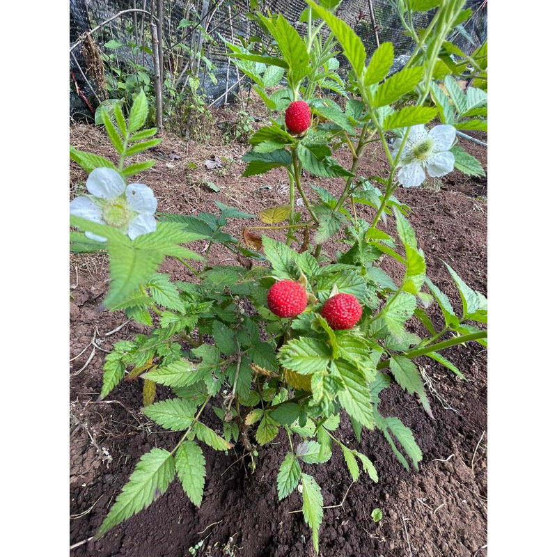 ราสเบอร์รี่ ผลสีแดง พันธุ์เอเธอร์ตัน ( Atherton Raspberry ) กล้าละ250 ...