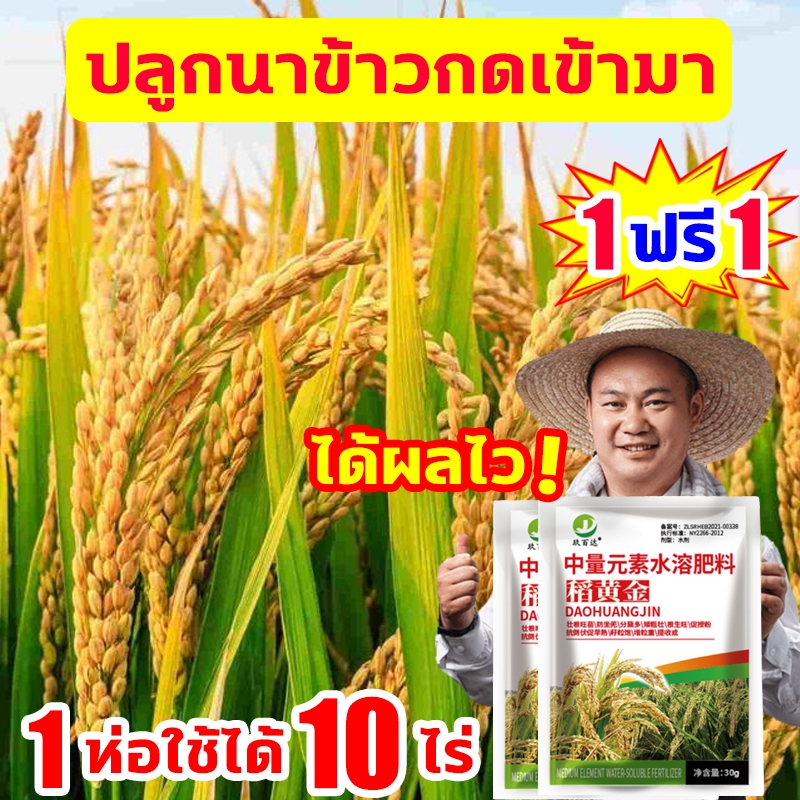 🌾ฮอร์โมนพืช สำหรับข้าว🌾ฮอร์โมนข้าว ปุ๋ยพิเศษสำหรับข้าว ผลผลิตเพิ่มขึ้น10เท่า อวบทุกเม็ด อะมิโนพืช ลดหลุดร่วง เพิ่มผลผลิต