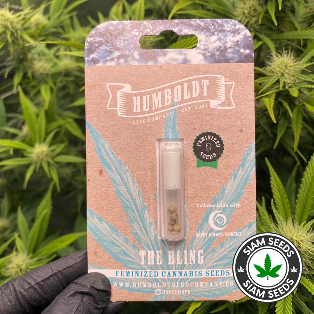 เมล็ดกัญชา Humboldt Seed Company The Bling Feminized Cannabis Seeds