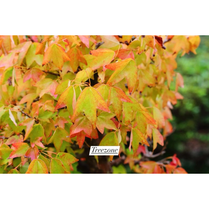 Acer buergerianum Trident Maple Toh-Kaede (唐楓, トウカエデ) #bonsai ต้นเม ...