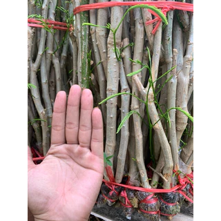 กิ่งชะอมหนามน้อย ปราจีนบุรี 1 ชุด จำนวน 10 กิ่ง รากแน่นๆ ต้นสวย แข็งแรง พร้อมปลูก photo