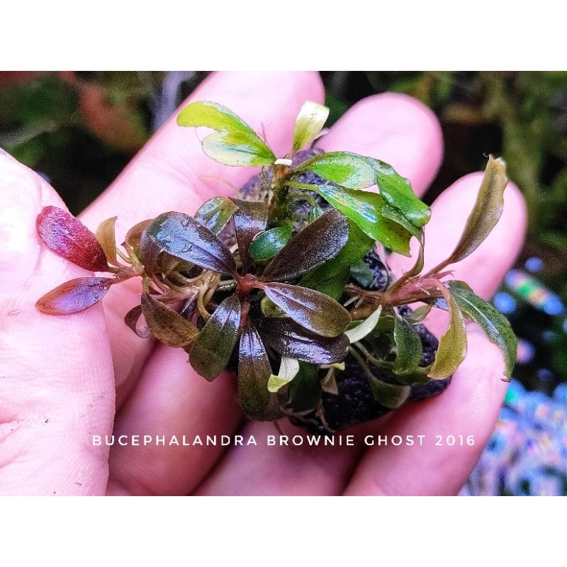 👻💯bucephalandra brownie ghost 2011-2012/ 2015 / 2016 / 2017 ใบ