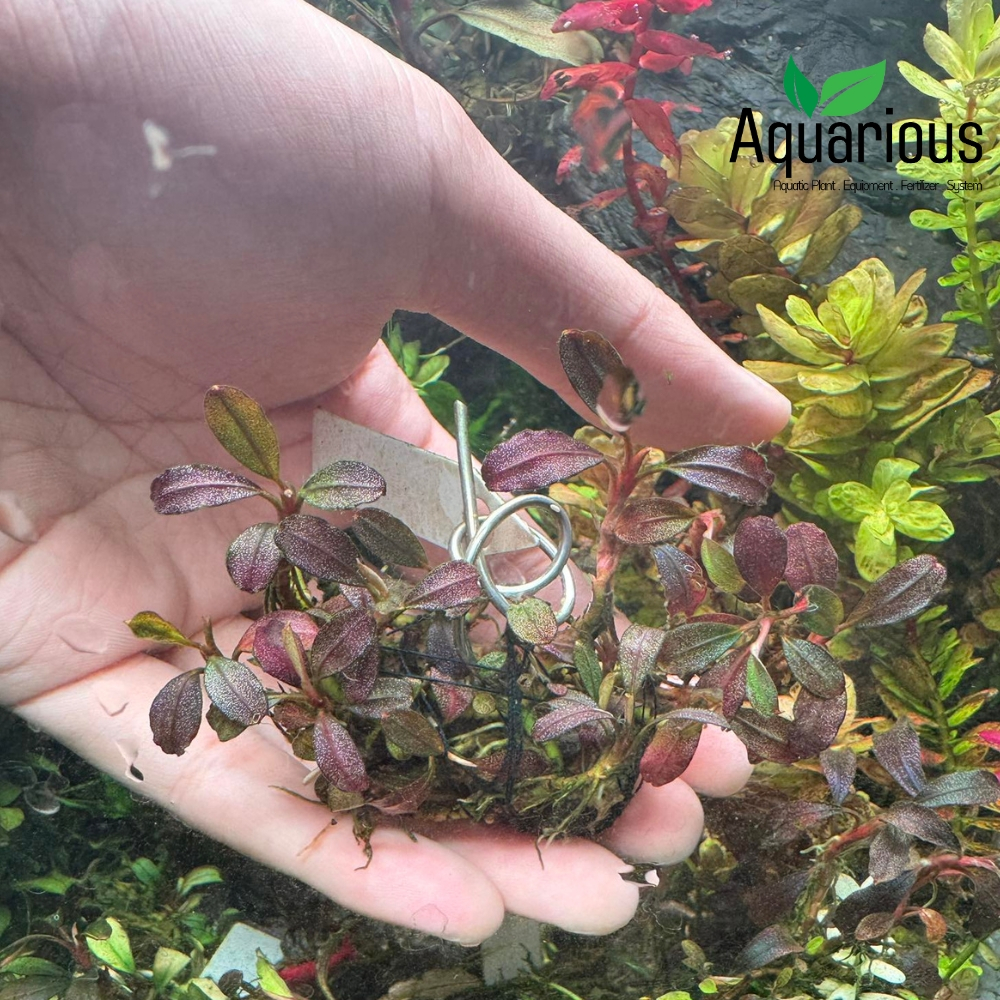 Bucephalandra Red waltz （レッドワルツ） Bucephalandra sp.