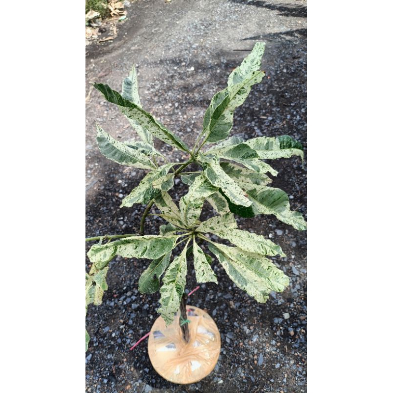 มะม่วงด่าง(Mango variegated) | Shopee Thailand