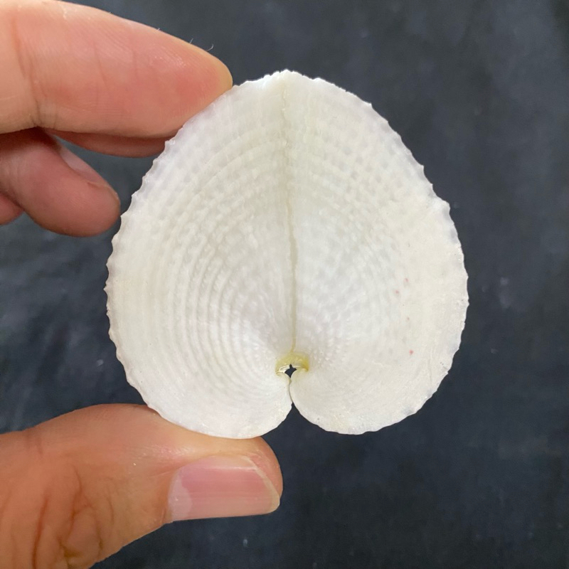 หอยรูปหัวใจ FLAT HEART CLAM สำหรับตกแต่งบ้านและของสะสมส่วนตัว | Shopee ...