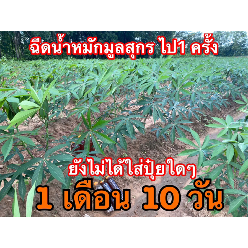 น้ำหมักมูลสุกร-น้ำหมักขี้หมู-สูตรเข้มข้น-หมักนานกว่า6เดือน-ขนาด-6ลิตร