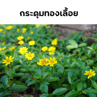 พร้อมส่ง กระดุมทองเลื้อย ขั้นต่ำ 30 กิ่ง  แถมทุกออเดอร์จ้า