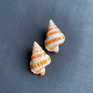 เปลือกหอยนางรมธรรมชาติที่สวยงาม, Rare conch from the deep sea huang e pi