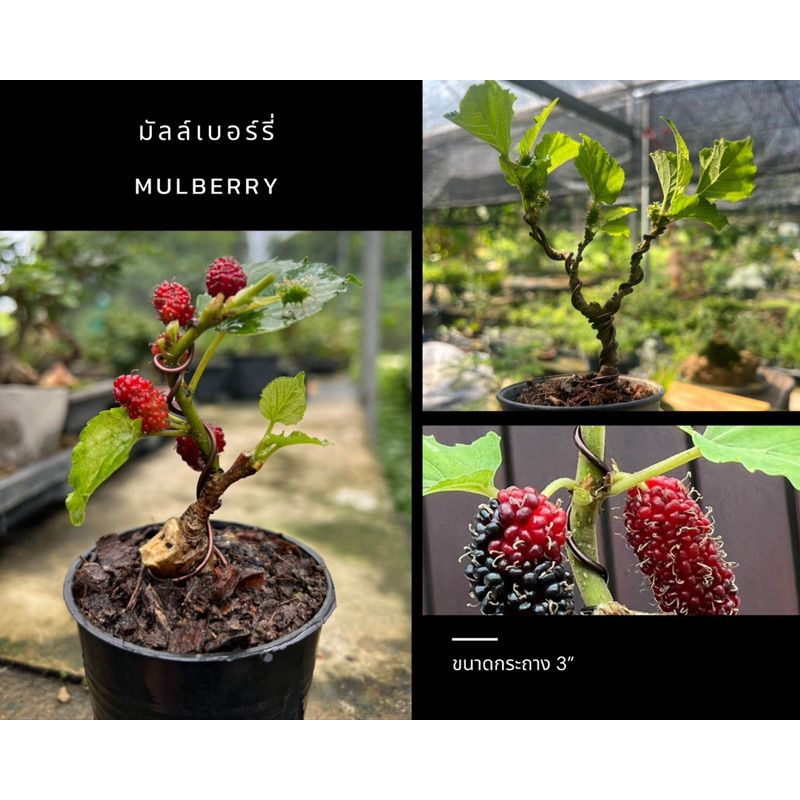 ต้นหม่อน-มัลล์เบอร์รี่-mulberry-บอนไซจิ๋ว-ผลไม้สีแดง-บอนไซ-หม่อนเบอร์รี่