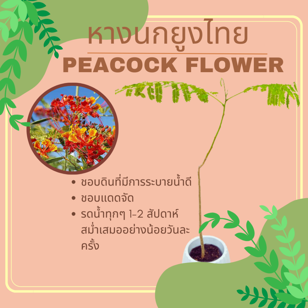 ต้นหางนกยูง-ไม้ยืนต้น-หางนกยูงไทย-peacock-flower