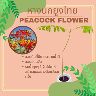 ต้นหางนกยูง ไม้ยืนต้น หางนกยูงไทย peacock flower