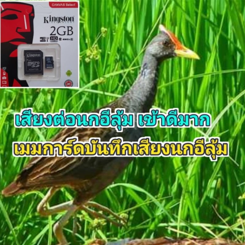 เมมบันทึกเสียงร้องนกอีลุ้ม นกกะตุง ขนาด2BG เสัยงคมชัด100% | Shopee Thailand