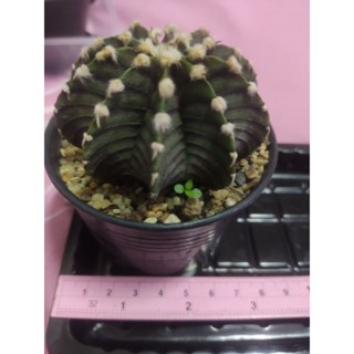 ต้นแคคตัสในกระถาง 3 นิ้ว Gymnocalycium LB แคคตัสไร้หนาม ยิมโน แอลบี : dddOrchids คัดสรรสินค้าคุณภาพ