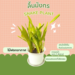 ลิ้นมังกร ไม้ฟอกอากาศ ต้นดาบพระอินทร์ snake plant