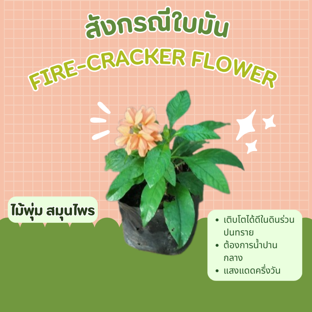 สังกรณี-fire-cracker-flower-กวางตูดแฉะ-ไม้พุ่ม-สมุนไพร-สังกรณีใบมัน-crossandra