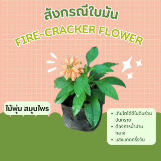 สังกรณี Fire-cracker flower กวางตูดแฉะ ไม้พุ่ม สมุนไพร สังกรณีใบมัน crossandra