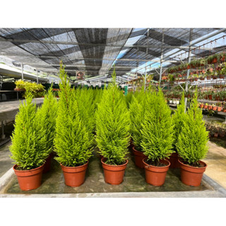 Cupressus 🌲สนเลม่อน (สูง 25-30cm)(สูง 40-50 cm) กระถาง6นิ้ว ลำต้นใหญ่  เข้าใหม่ ต้นใหญ่คุ้มๆ