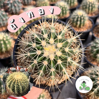 🌵 A Little cactus🌵| แคคตัส กระบองเพชร ถังทอง