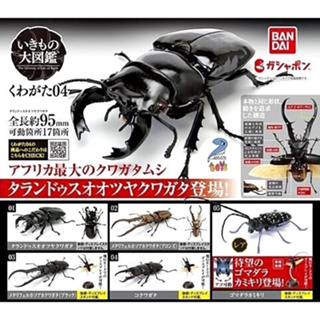 กาชาปองด้วง โมเดล Gashapon Bandai Kuwagata Stag Beetle Action Vol.04 จุดขยับ โมเดลสัตว์ ลิขสิทธิ์แท้
