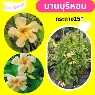 ต้นบานบุรีหอม กระถาง 15" (1 ต้น / 1 คำสั่งซื้อ)