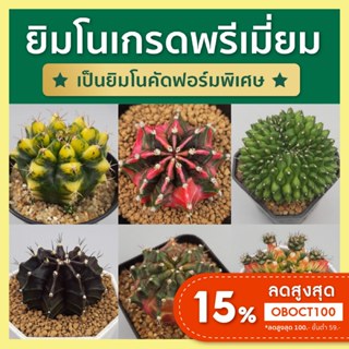 ยิมโนด่างเกรดพรีเมี่ยม!! ยิมโนไม้เมล็ด ไม้ชำหน่อ แคคตัส (Gymnocalycium)