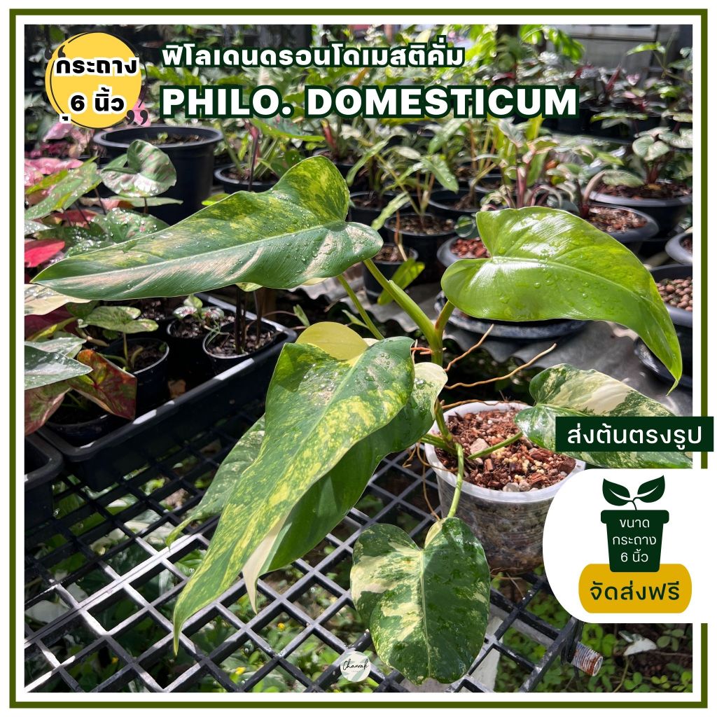 ฟิโลเดนดรอนโดเมสติคั่ม-philodendron-domesticum-ต้นด่าง