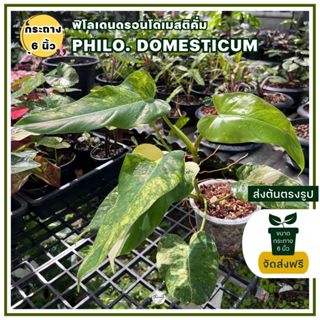 ฟิโลเดนดรอนโดเมสติคั่ม  Philodendron Domesticum (ต้นด่าง)