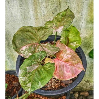 syngonium strawbery ice japan # ซิงโกเนียมสตอเบอรี่ไอซ์