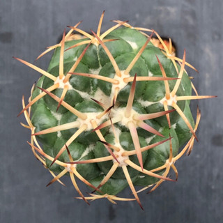 [พร้อมส่ง]🌵 แคคตัส ช้าง  Coryphantha  cactus ไม้กราฟ จำนวน 1 ต้น