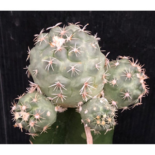 [พร้อมส่ง]🌵 แคคตัส ช้าง บูลแมมม่า coryphantha bumamma  cactus ไม้กราฟ จำนวน 1 ต้น