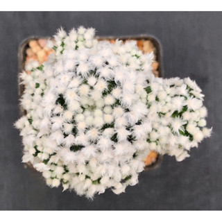 [พร้อมส่ง]🌵 แคคตัส แมมอนส์ ขนนก mammillaria​ montrose cactus ไม้กราฟ จำนวน 1 ต้น