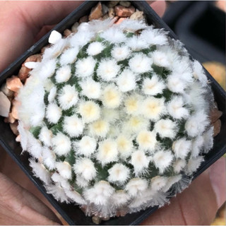 ดอกชมพูเข้มๆเยย 🎉🎉🎉 💖💖 💗💗☁️☁️Mammillaria Plumosa ☁️☁️แมมขนนกขาวมอนส์ ขนโคลนนี้พิเศษมาก