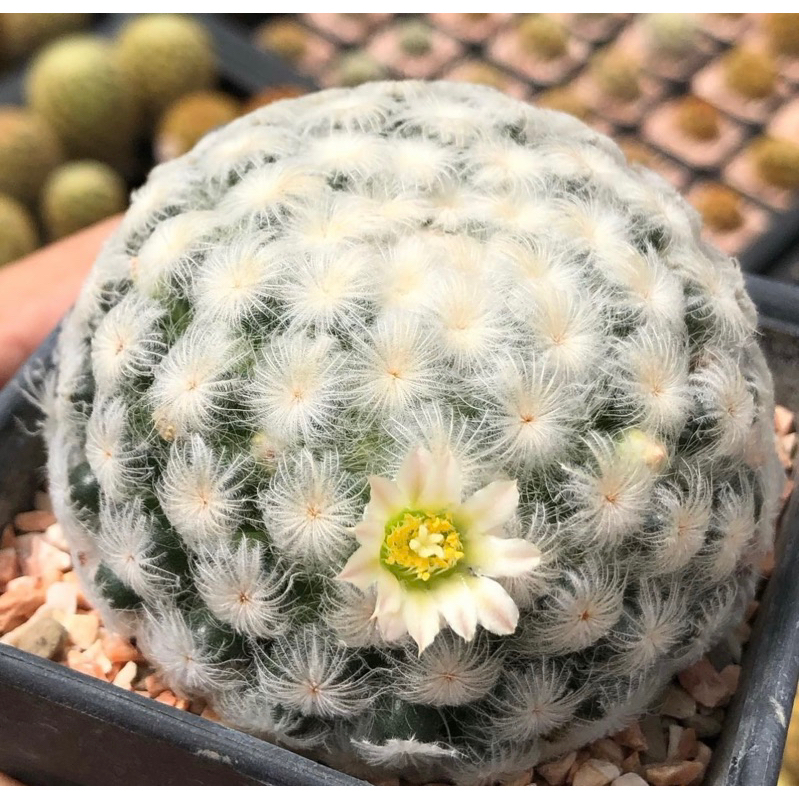 ขนร่มขนละมุนไม้เมล็ดนะคะ-สวยๆ-mammillaria-plumosa-แมมขนนกขาวลูกไม้ขนร่มพ่อแม่ขนญี่ปุ่นเกิดโตที่สวน