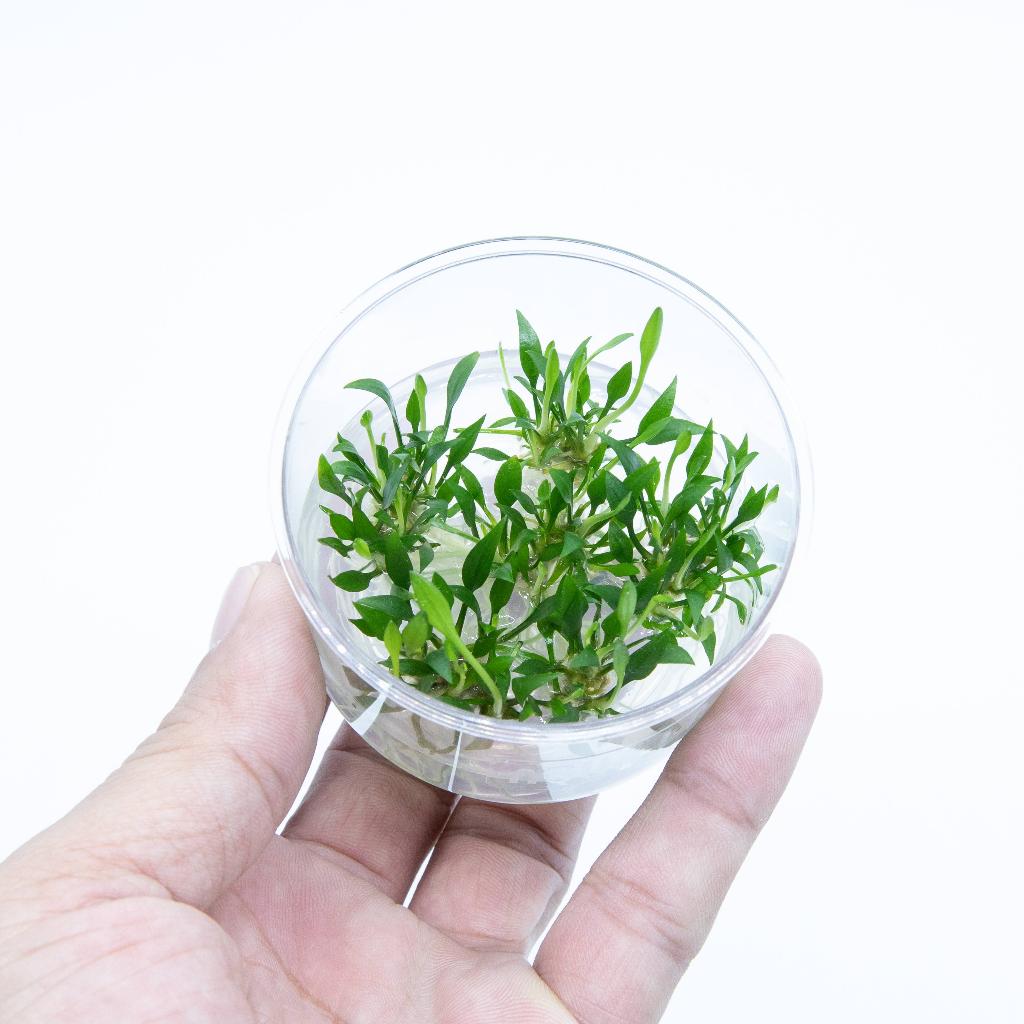 apc-cryptocoryne-lutea-คริปลูเทีย-ไม้น้ำ-aquatic-plants-lc996