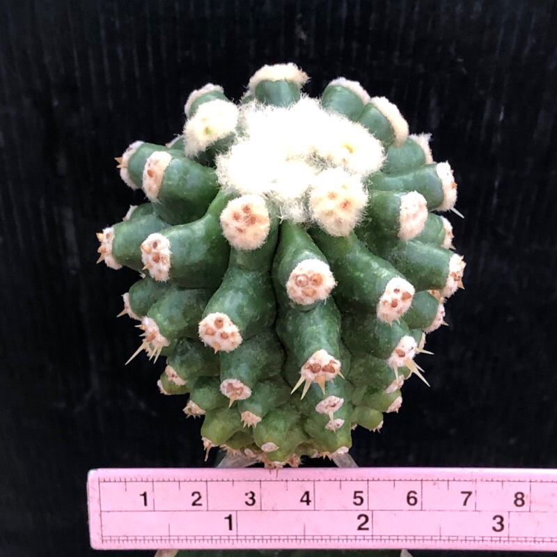 พร้อมส่ง-แคคตัส-ถังทอง-หนามกุด-echinocactus-grusonii-var-subintermis-cactus-ไม้กราฟ-จำนวน-1-ต้น