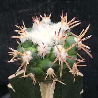 [พร้อมส่ง]🌵 แคคตัส ช้างโพเซล Coryphantha poselgeriana cactus ไม้กราฟ จำนวน 1 ต้น