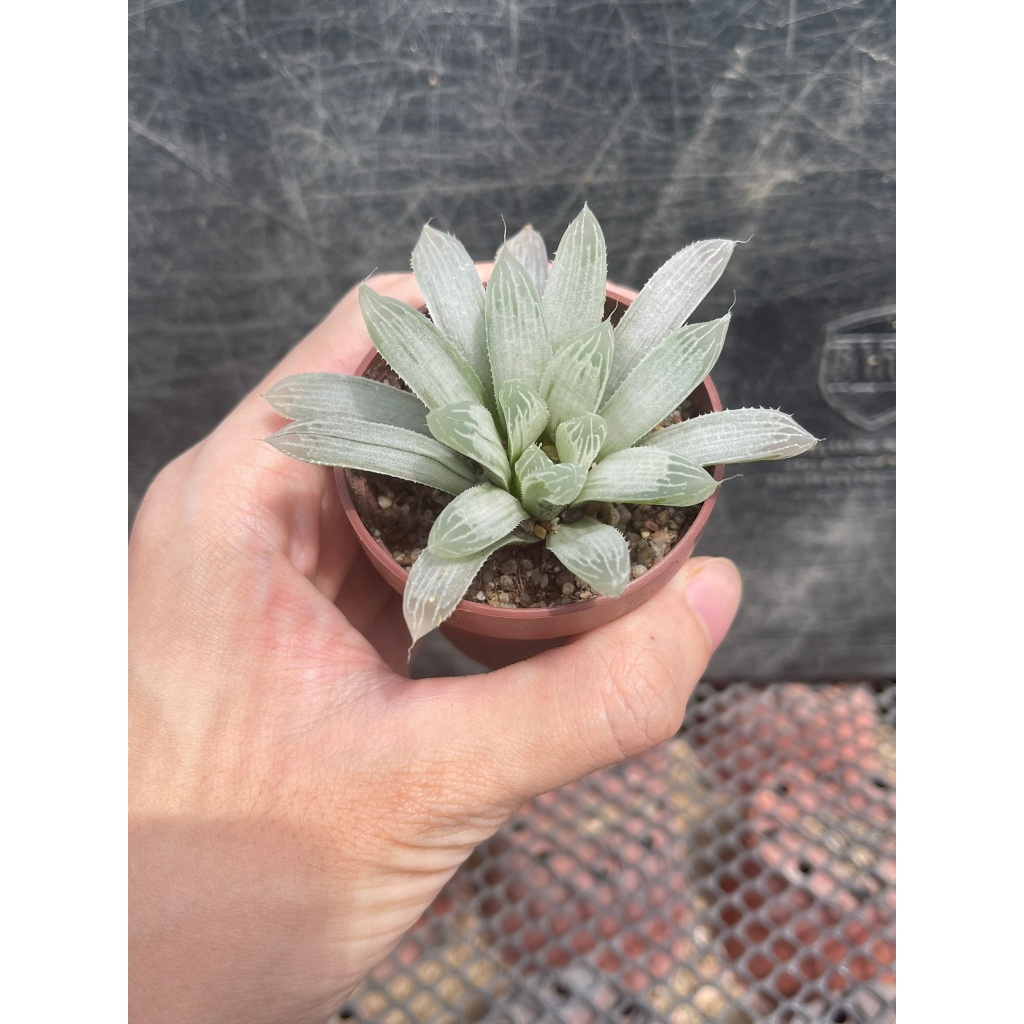 ฮาโวเทีย-ซิลเวอร์-haworthia-silver-ฟอร์มสวยเป็นกอ