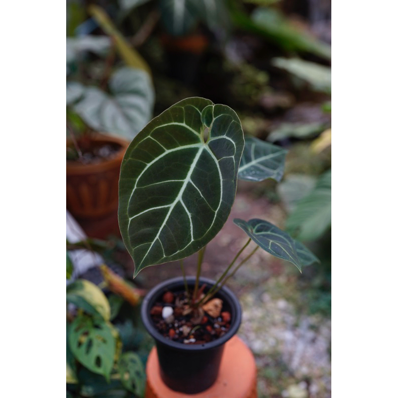 Anthurium Besseae aff x (Black velvet x Ace of spades) Shopee Thailand
