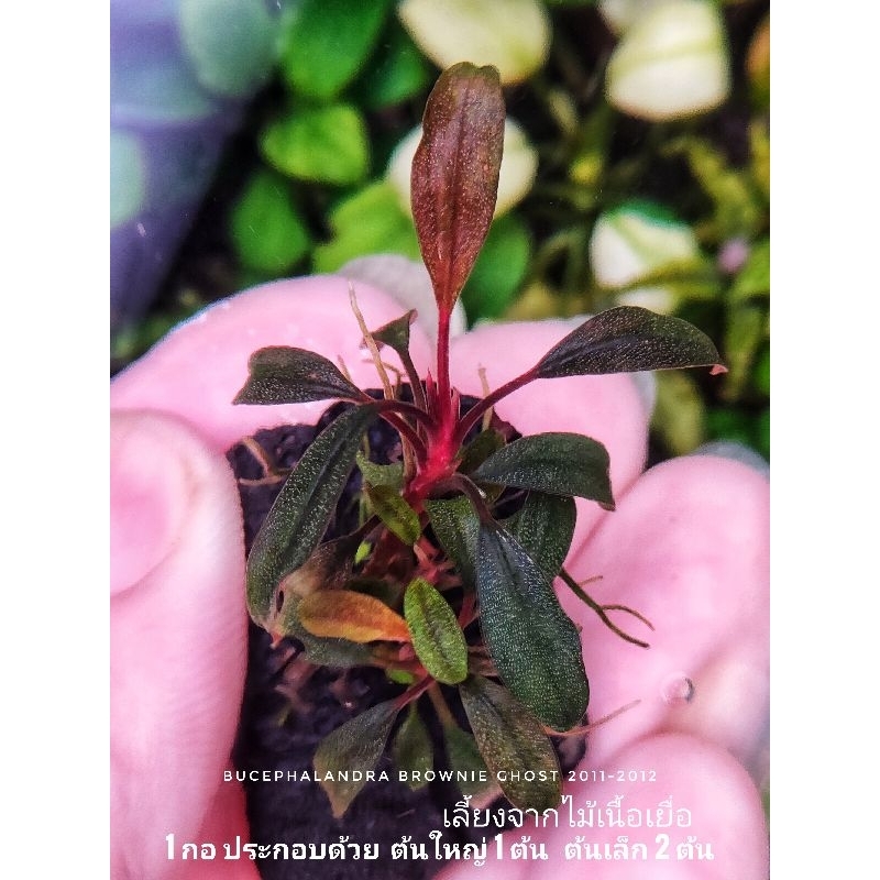 Bucephalandra sp. Pipto 倒れ込む Variegata ピプト