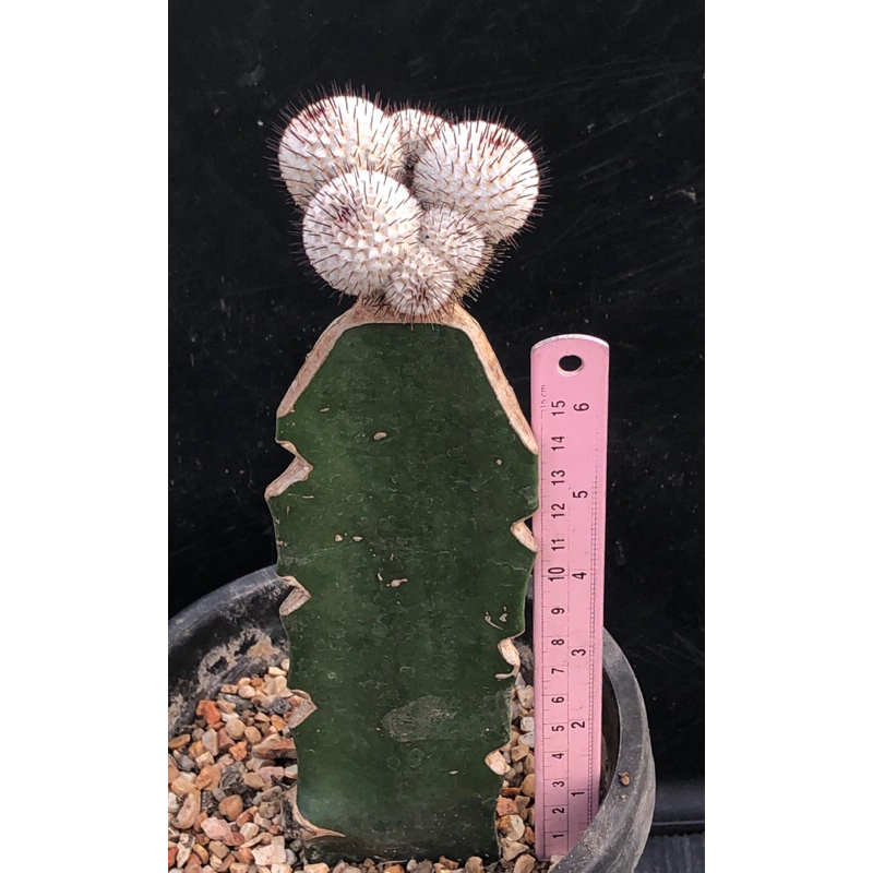 พร้อมส่ง-แคคตัส-แมม-เปเรส-หนามตรง-mammillaria-perezdelarosae-cactus-ไม้กราฟ-จำนวน-1-ต้น