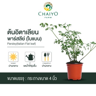 ต้นอิตาเลียนพาร์สลีย์(ใบแบน) ออร์แกนิค Parsley(Italian Flat leaf)