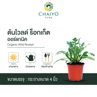 ต้นไวลด์ ร็อกเก็ต ออร์แกนิค Organic Wild Rocket กระถาง 4 นิ้ว