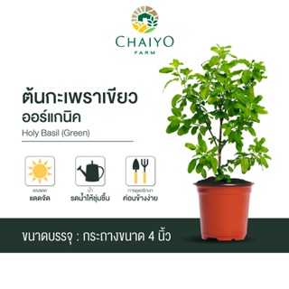 ต้นกะเพราเขียว ออร์แกนิค Organic Holy Basil (Green) กระถาง 4 นิ้ว