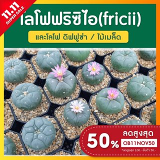 โลโฟฟริซิไอ Lophophora fricii, โลโฟดิฟฟูซ่า Lophophora diffusa (ไม้เมล็ด) ส่งทั้งกระถาง