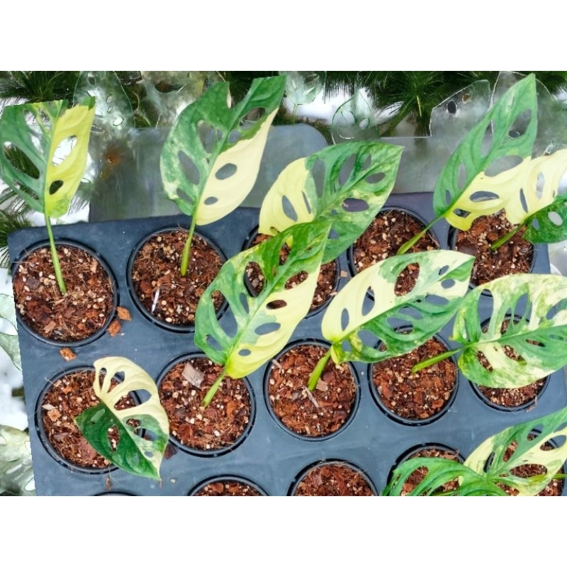 1-monstera-aurea-variegated-shopee