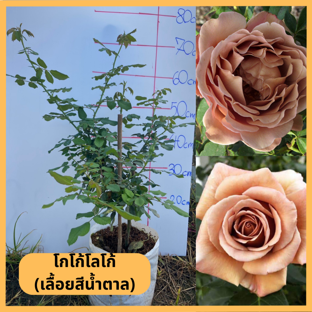 [Rose Chiang Mai] กุหลาบโกโก้โลโก้(เลื้อยสีน้ำตาล) ถุง 8 นิ้ว / สูง 60 ...