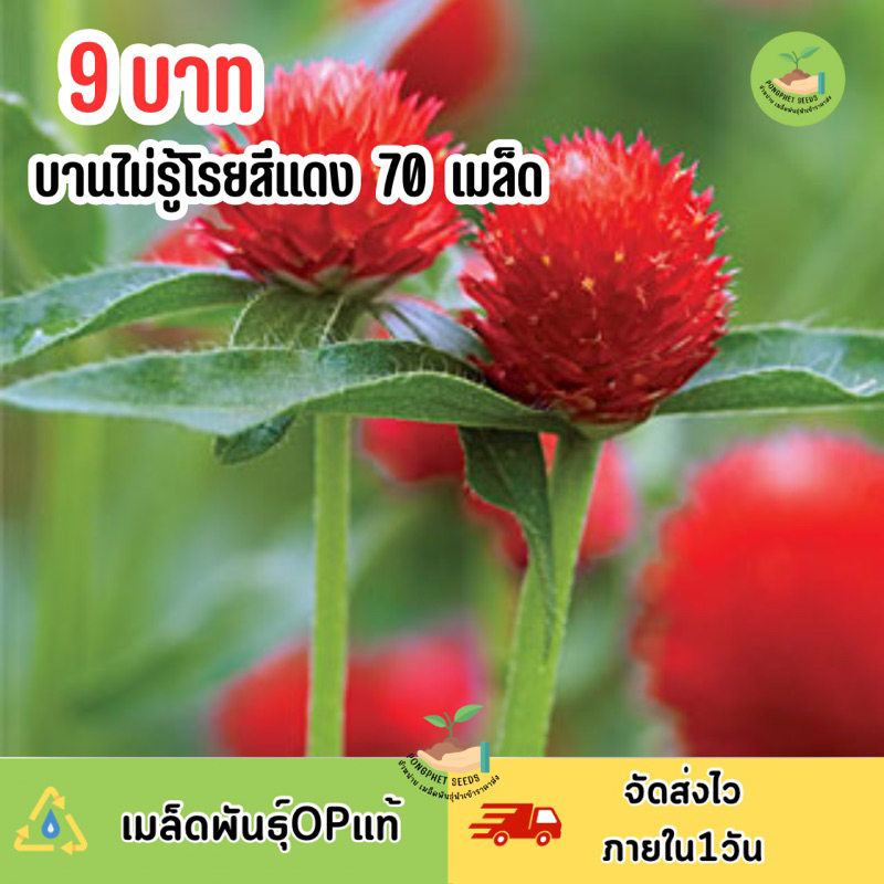 9 บาท เมล็ดพันธุ์ ดอกบานไม่รู้โรยสีแดงล้วน บรรจุ70 เมล็ด | Shopee Thailand