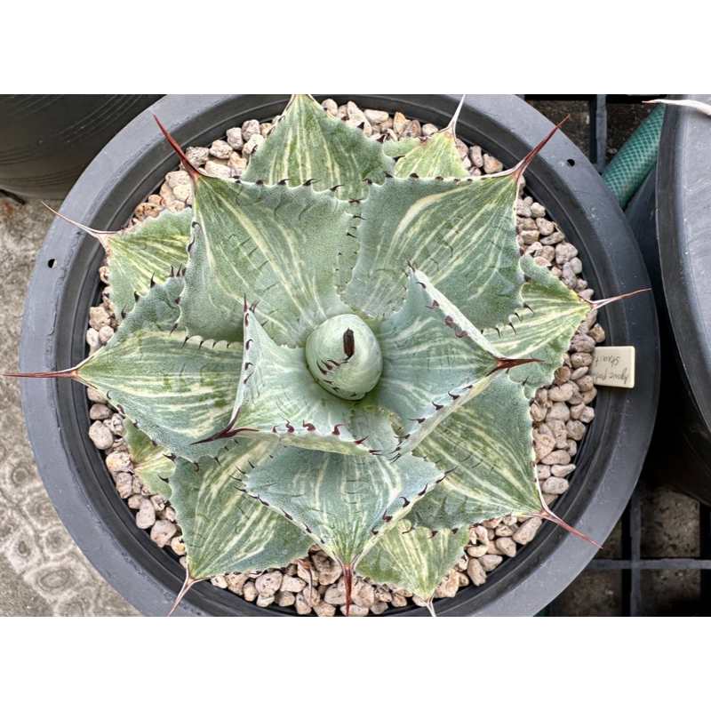 Agave potatorum Striata () | Shopee Thailand