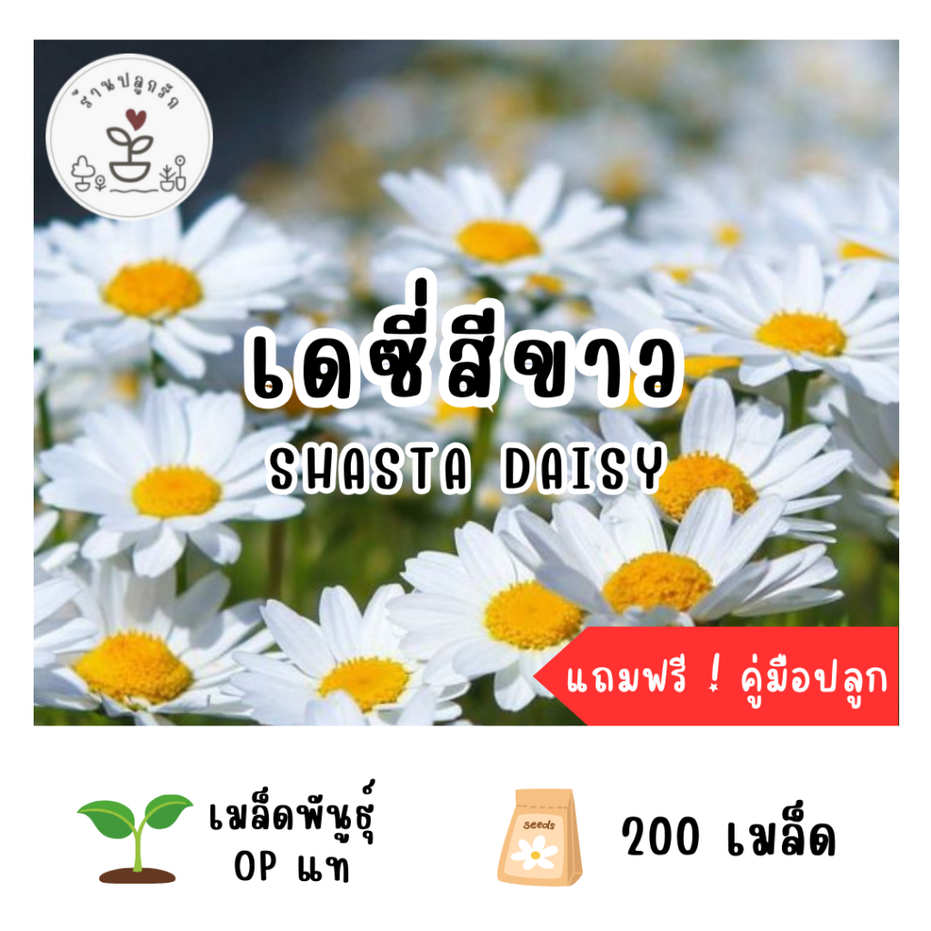 LXG : เมล็ดพันธุ์ ดอกเดซี่ ชาสต้า (Shasta Daisy) 200 เมล็ด เดซี่ขาว ...